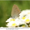 satyrium acaciae acaciae male 1